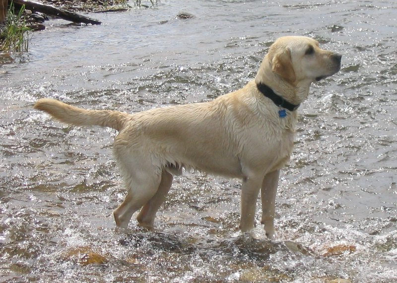 Brent as a pet enjoying the river