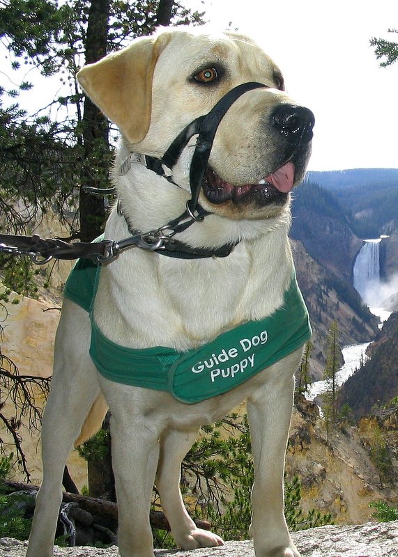 Guide Dog Puppy Brent at Yellowstone Falls