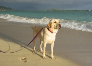 Brent at Lanikai Beach