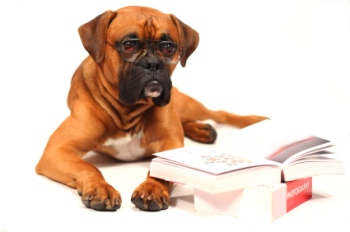 A dog with glasses reading a book