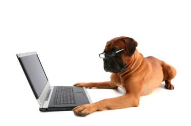 A dog with glasses working on a laptop