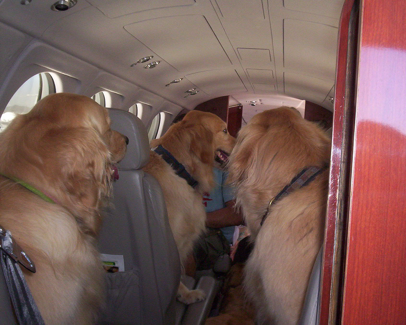 Dogs on a plane!