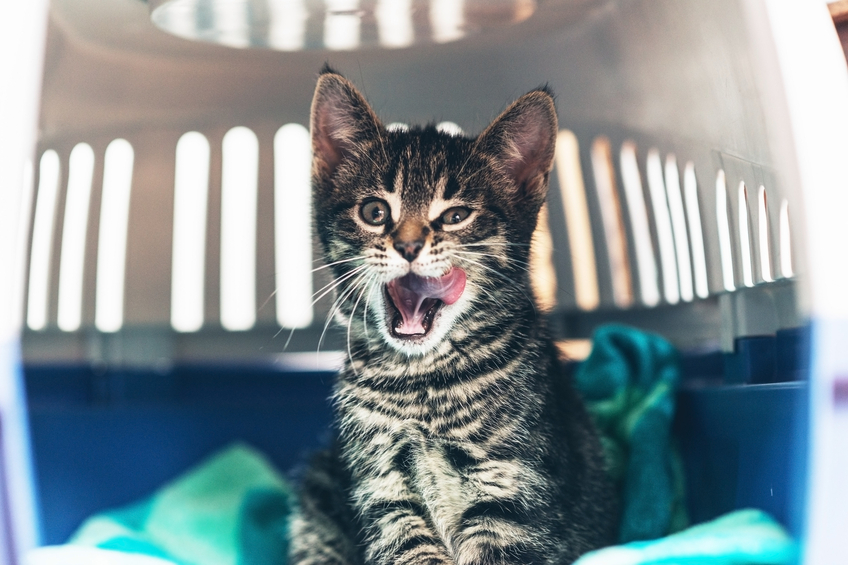 Small kitten in a kennel