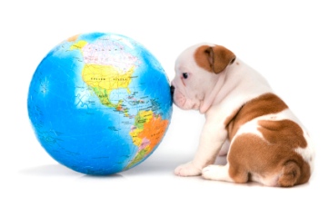 A puppy looking at a globe