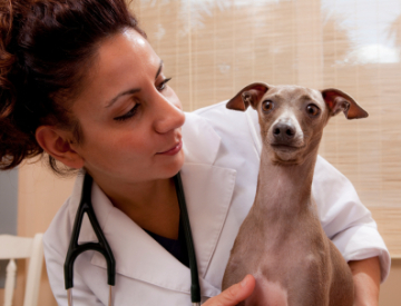 Whippet with a vet